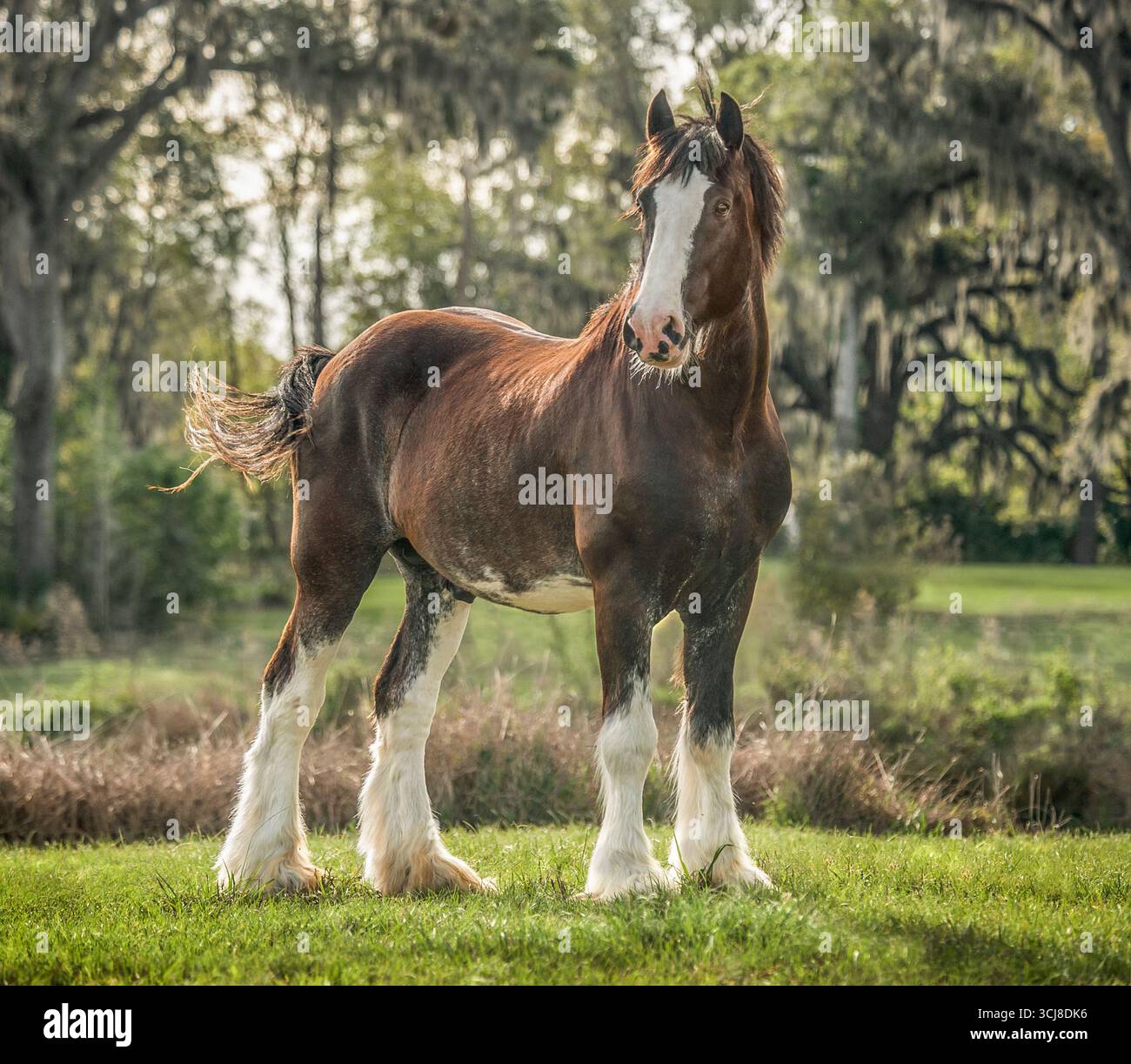 L'étalon mâle adulte Clydesdale Draft Horse se se tient vigilant dans le champ Banque D'Images