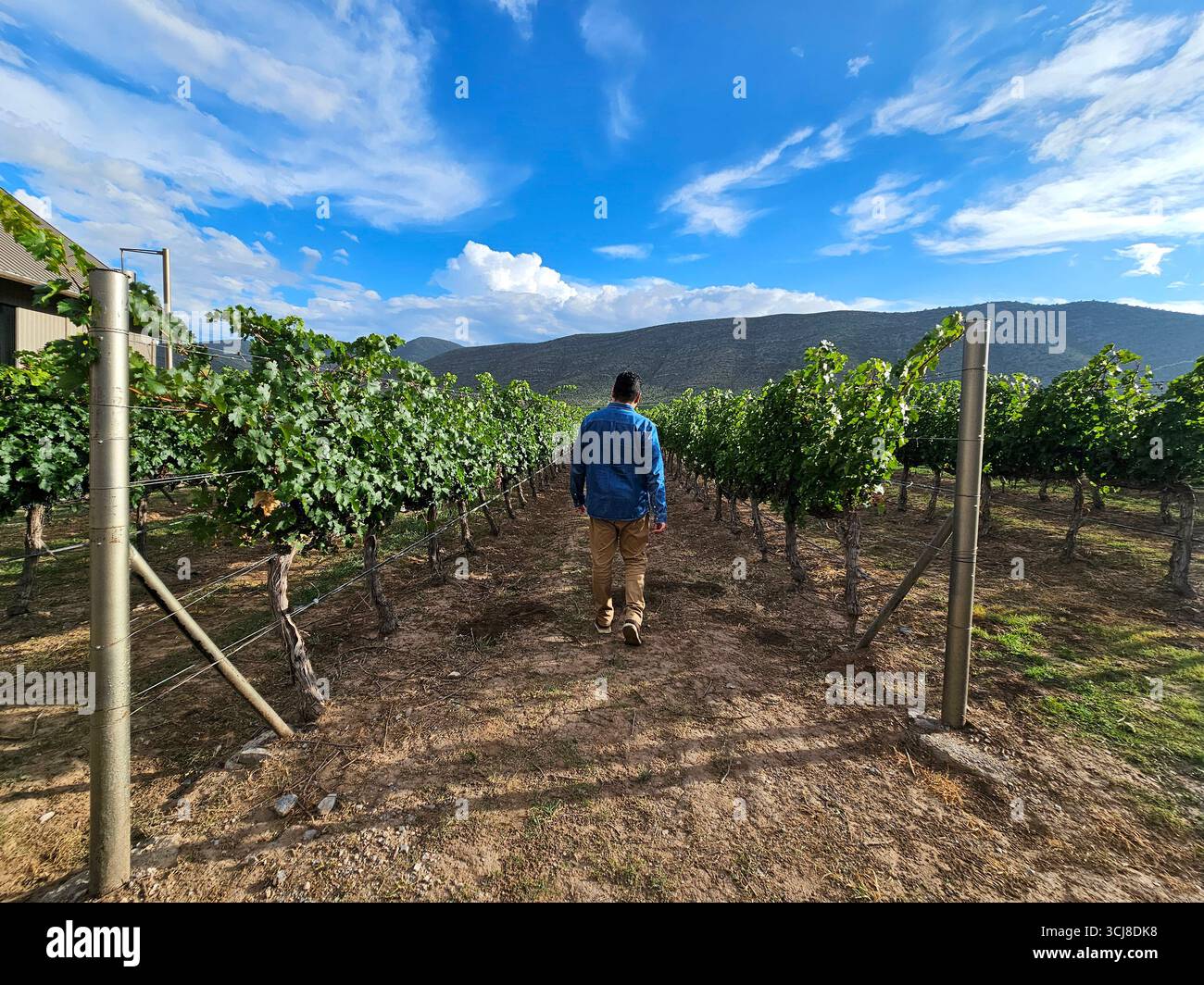 Homme adulte latino à la peau foncée marche à travers un vignoble prêt pour la récolte dans les montagnes Banque D'Images