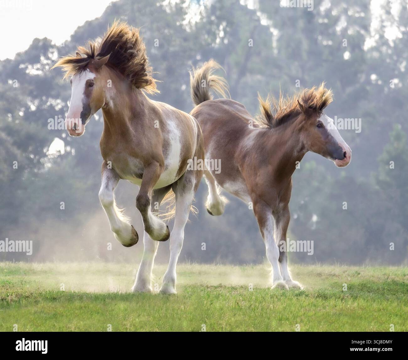 Deux mâles juvéniles Clydesdale Draft Horse courent à travers un champ vert ouvert Banque D'Images