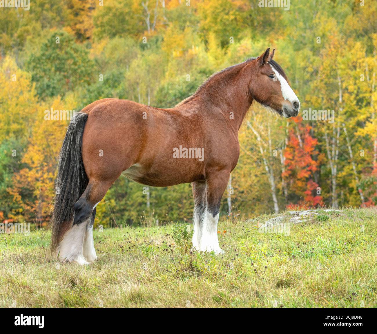 La jument de cheval femelle Gypsy Vanner adulte se trouve dans le champ d'automne Banque D'Images