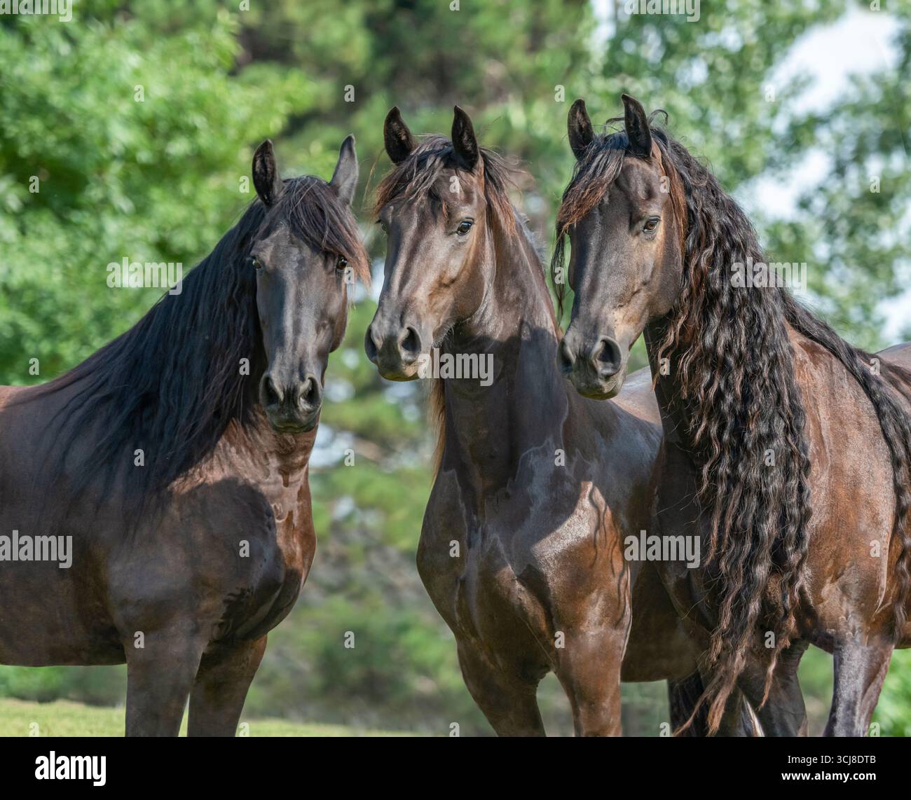 Trois chevaux hollandais d'alerte se blottissent ensemble dans le champ Banque D'Images