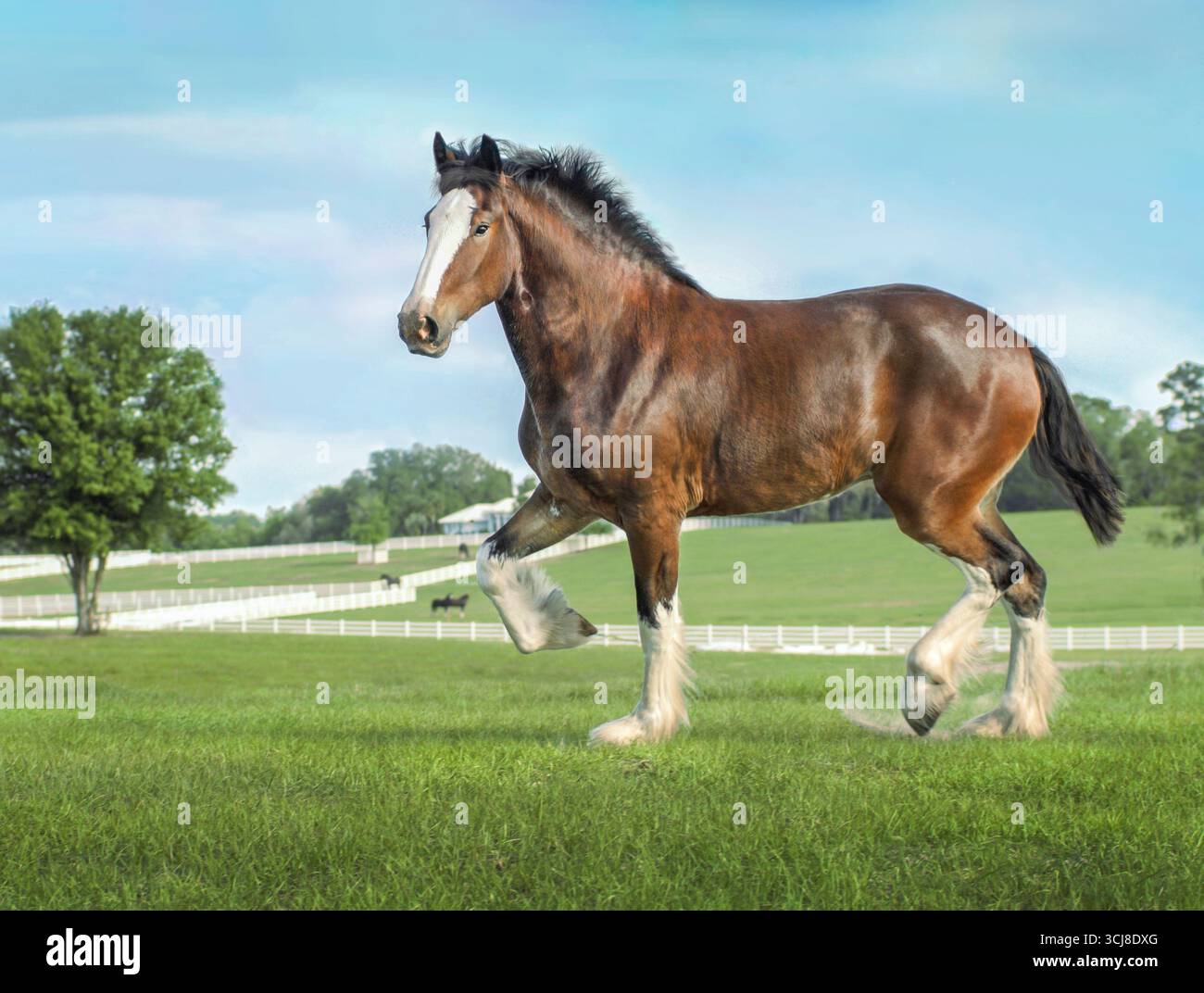 Le mâle adulte Clydesdale Draft Horse traverse le champ avec vue panoramique sur la ferme Banque D'Images