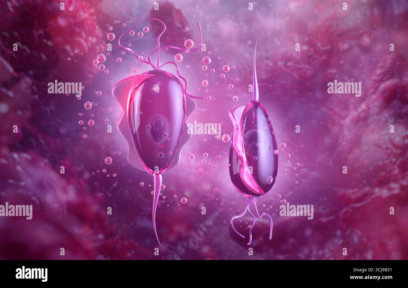 Vaginalis de Trichomonas, illustration de l'ordinateur. Trichomonas vaginalis est un parasite d'un micro-organisme qui est l'agent causal de la trichomonase. La trichomonase est une cause commune de la vaginite et est une maladie transmise sexuellement. Banque D'Images