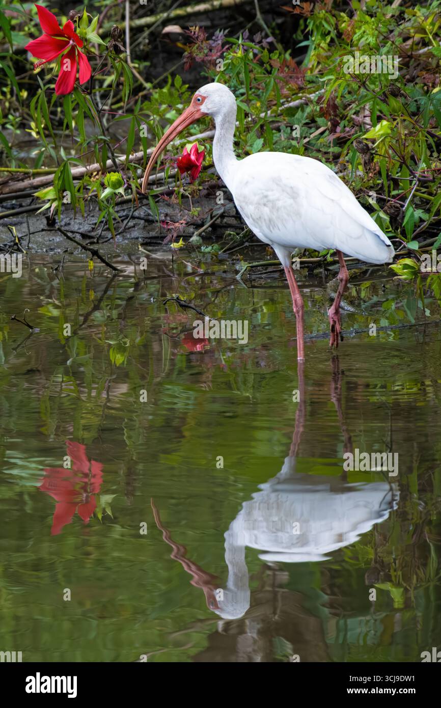 Ibis blanc américain (Eudocimus albus) avec de belles fleurs de rosemallow écarlate au jardin botanique de Kanapaha à Gainesville, Floride. (ÉTATS-UNIS) Banque D'Images
