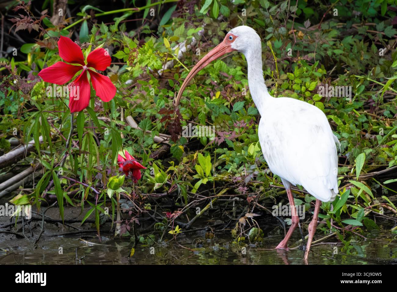 Ibis blanc américain (Eudocimus albus) avec de belles fleurs de rosemallow écarlate au jardin botanique de Kanapaha à Gainesville, Floride. (ÉTATS-UNIS) Banque D'Images