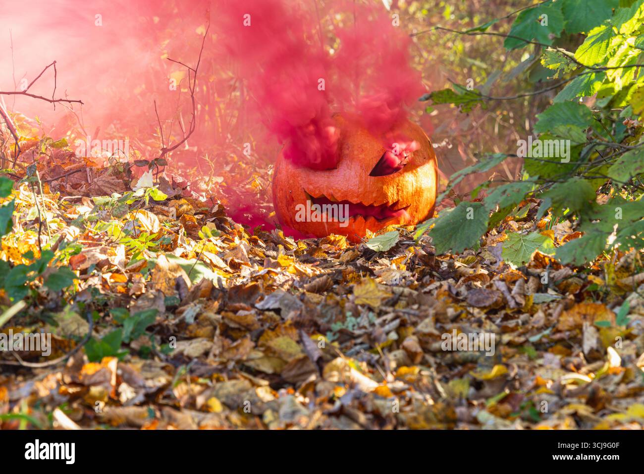 Une citrouille sculptée avec une expression ludique libère une fumée rose vibrante parmi les feuilles tombées dans une forêt luxuriante pendant la saison d'automne, créant une étrange Banque D'Images