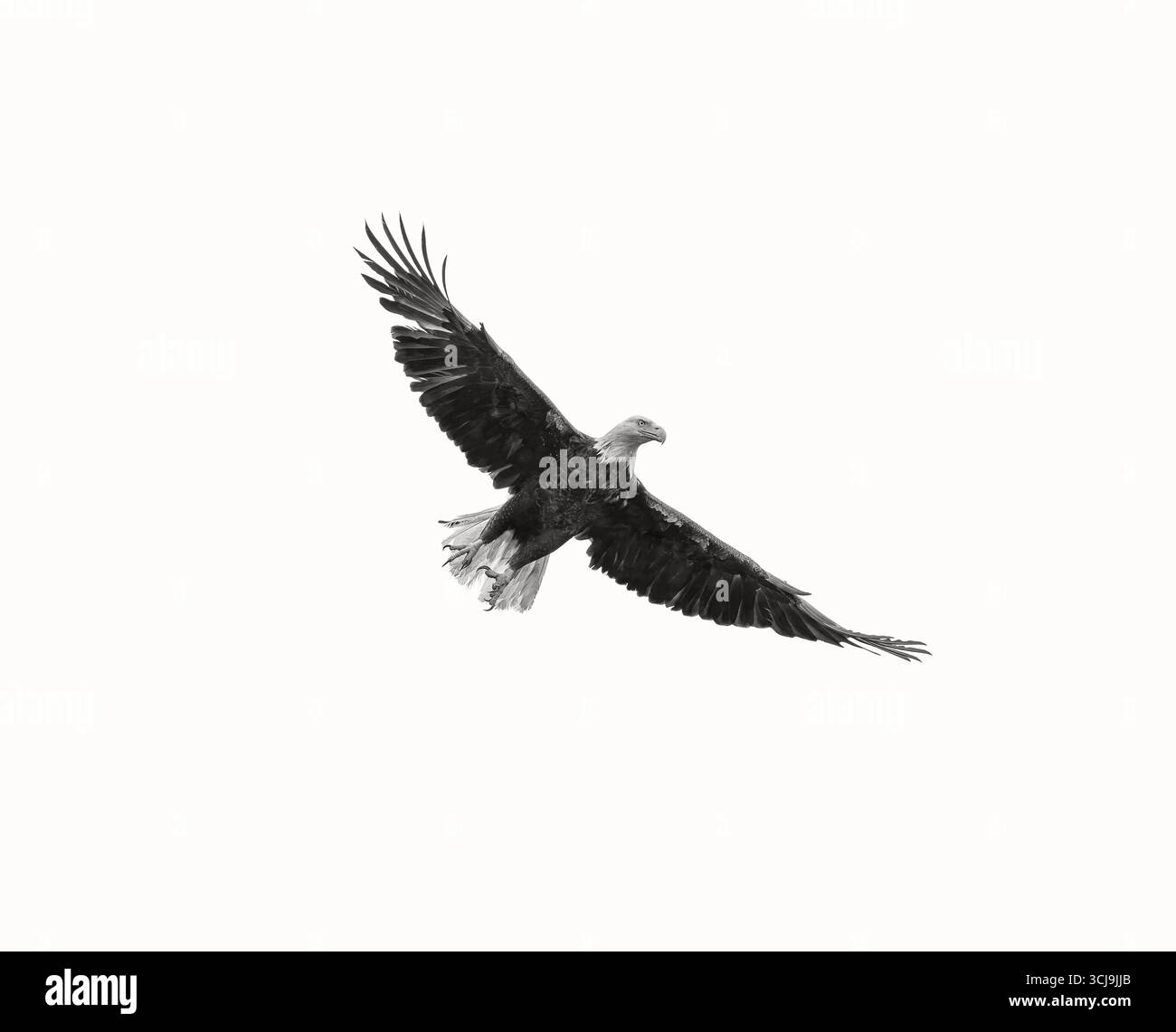 Aigle chauve avec ailes déployées Banque D'Images