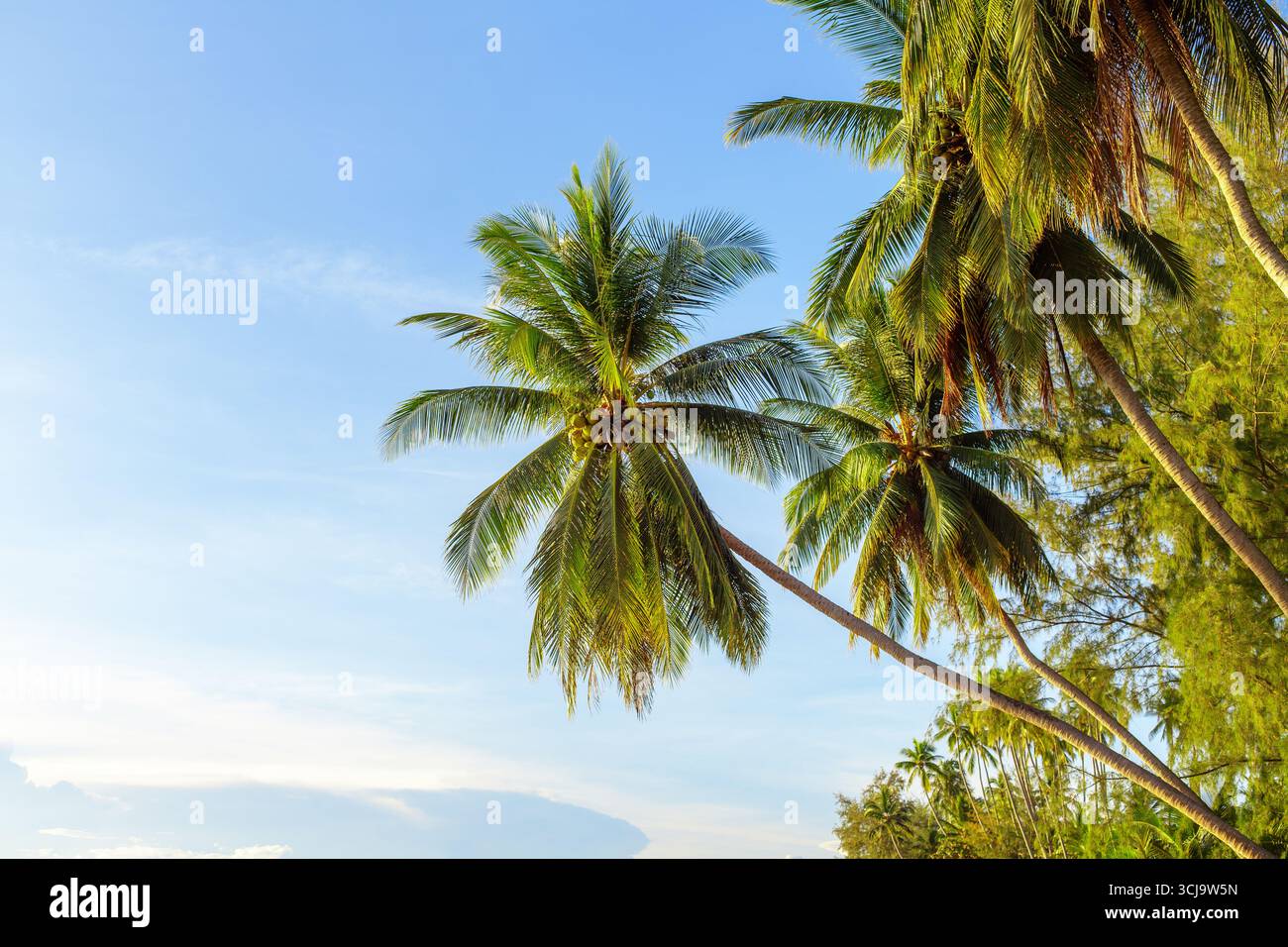 Palmiers verts sur fond de ciel bleu, cocotiers sur la plage de mer de l'île tropicale, feuilles de palmier, branches, jungle, vacances d'été, paysage de palmiers Banque D'Images