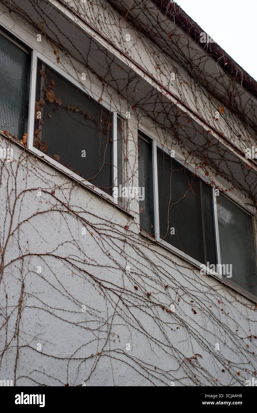 Façade d'un ancien bâtiment avec des fenêtres couvertes de vignes de lierre séchées. Texture naturelle des plantes grimpantes montrant le passage du temps et la décomposition urbaine. Banque D'Images