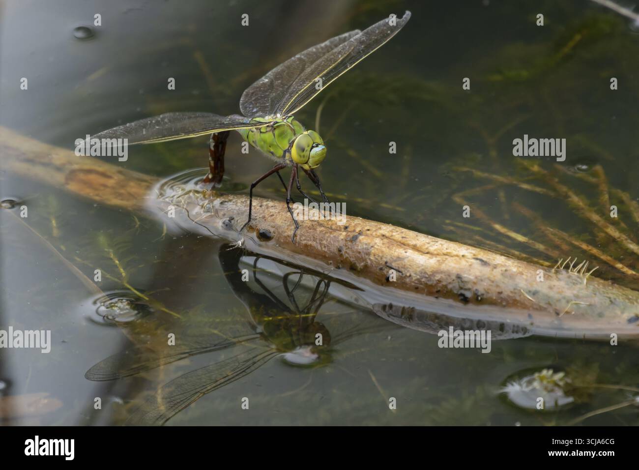 Empereur libellule (Anax imperator) insecte femelle adulte pondant des œufs ou oviposition dans un étang en été, Angleterre, Royaume-Uni Banque D'Images