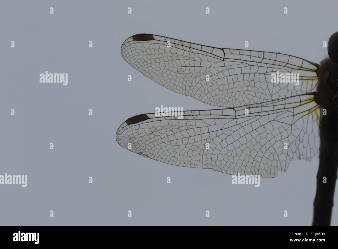 Libellule dard commun (Sympetrum striolatum) insecte adulte gros plan d'une paire d'ailes, Angleterre, Royaume-Uni Banque D'Images