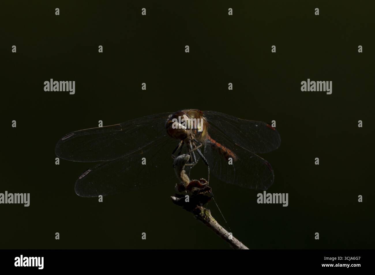 Libellule dard commun (Sympetrum striolatum) insecte adulte reposant sur une branche d'arbre en été, Angleterre, Royaume-Uni Banque D'Images