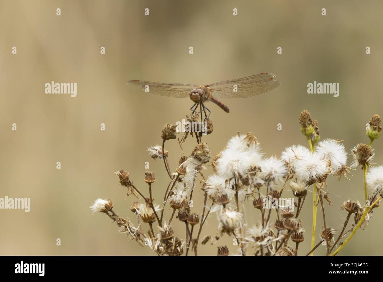 Libellule dard commun (Sympetrum striolatum) insecte adulte reposant sur des têtes de semis de plantes en été, Angleterre, Royaume-Uni Banque D'Images