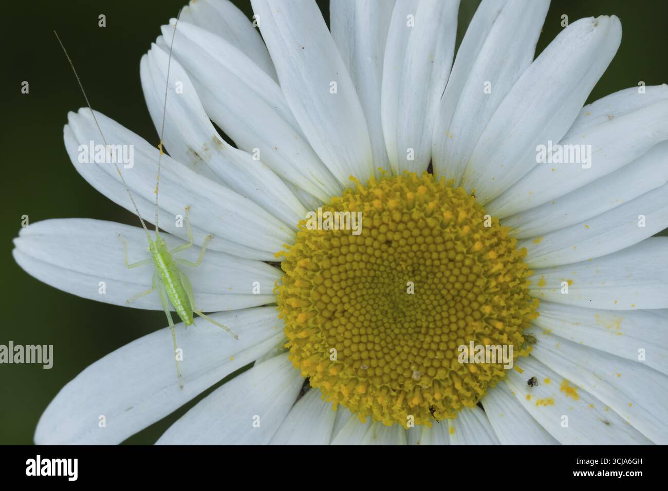 Insecte juvénile de cricket de chêne (Meconema thalassinum) sur une fleur de Marguerite Oxeye, Angleterre, Royaume-Uni Banque D'Images