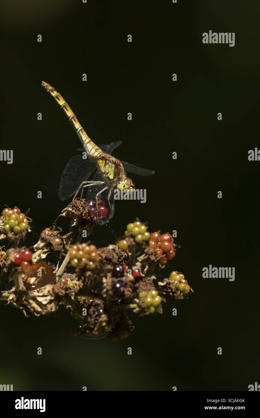 Libellule dard commun (Sympetrum striolatum) insecte adulte reposant sur des mûres en été, Angleterre, Royaume-Uni Banque D'Images