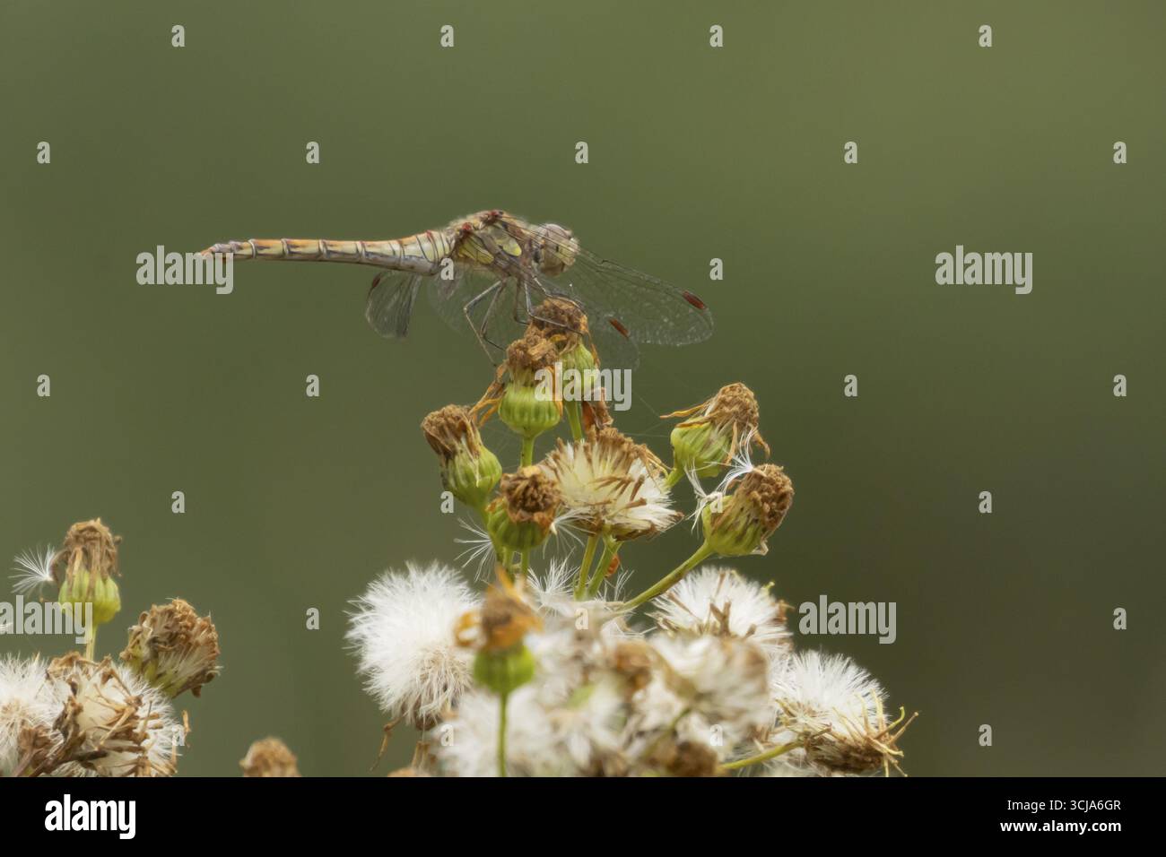Libellule dard commun (Sympetrum striolatum) insecte adulte reposant sur des têtes de semis de plantes en été, Angleterre, Royaume-Uni Banque D'Images