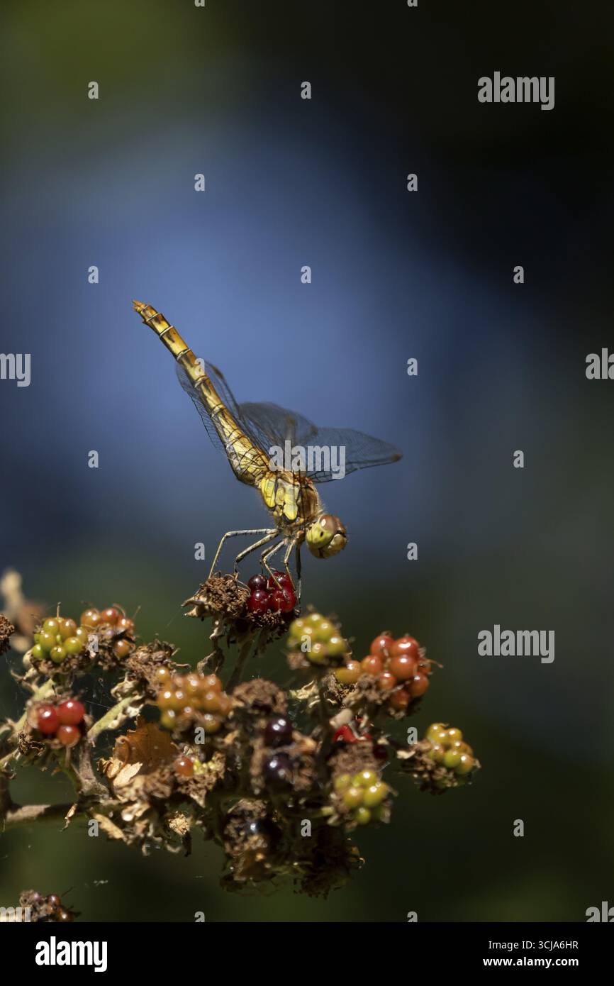 Libellule dard commun (Sympetrum striolatum) insecte adulte reposant sur des mûres en été, Angleterre, Royaume-Uni Banque D'Images