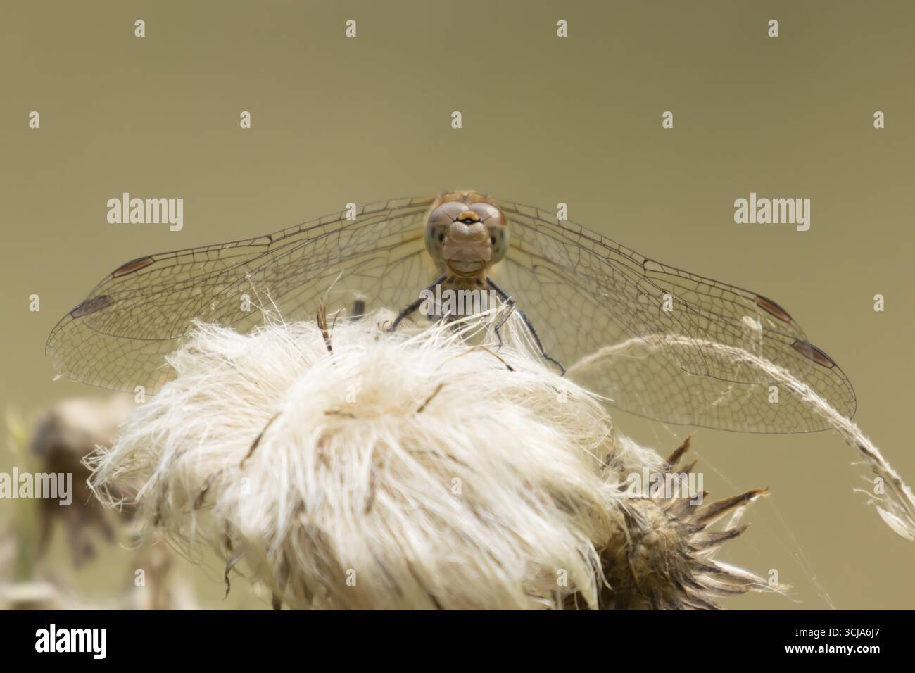 Libellule dard commun (Sympetrum striolatum) insecte adulte reposant sur des têtes de semis de plantes en été, Angleterre, Royaume-Uni Banque D'Images