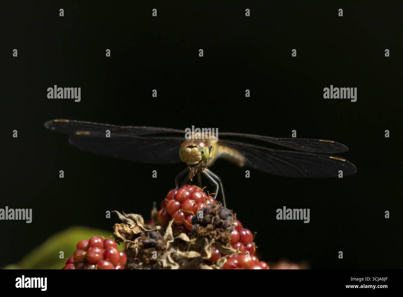 Libellule dard commun (Sympetrum striolatum) adulte se nourrissant d'un petit insecte tout en se reposant sur des mûres en été, Angleterre, Royaume-Uni Banque D'Images