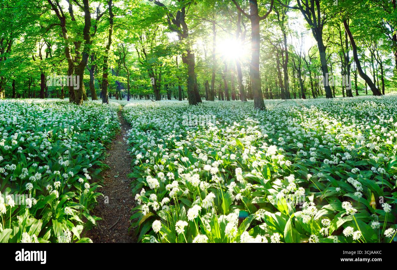 Forêt de printemps avec fleurs blanches et soleil en fleurs. Ail sauvage - montagne carpapienne Banque D'Images