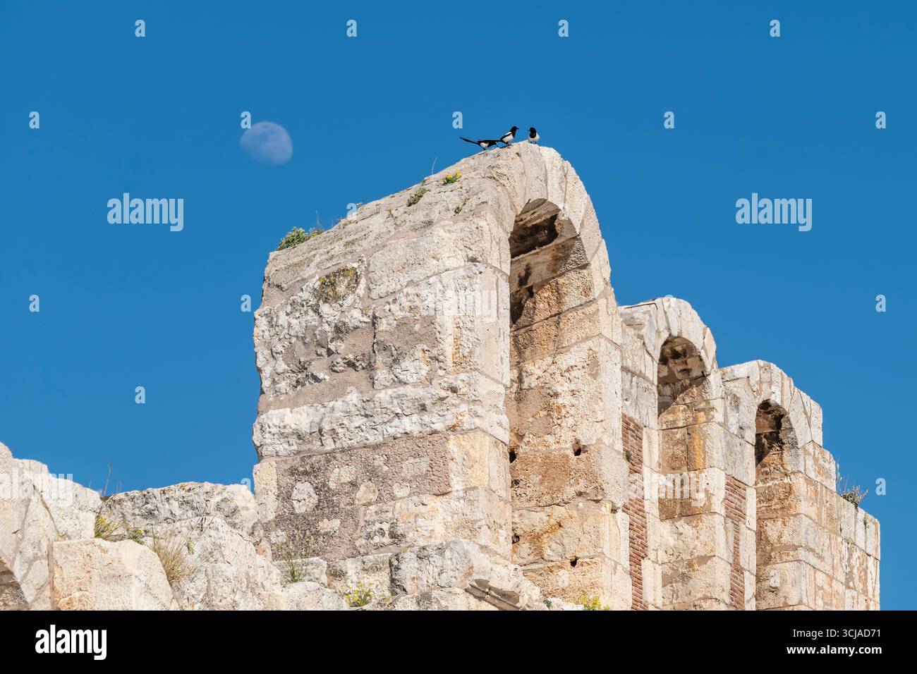 Quelques pies reposant sur les ruines de l'Odéon antique d'Hérode Atticus, Acropole d'Athènes, Grèce, avec la lune en arrière-plan Banque D'Images