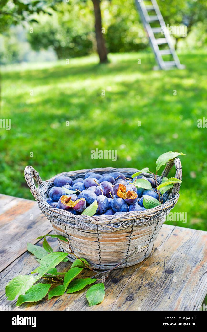 Cueillette des prunes dans le panier en osier du jardin de la maison. Récolte de prunes d'automne dans le verger. Escabeau métallique dans un verger pour cueillir des fruits Banque D'Images