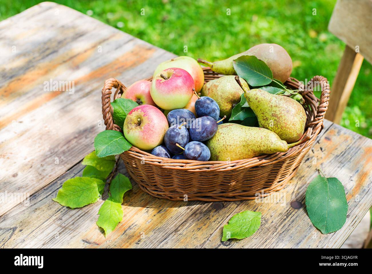 Récolte de prunes de poires mûres et de pommes dans le panier du jardin de la maison. Récolte de fruits d'automne dans le verger Banque D'Images