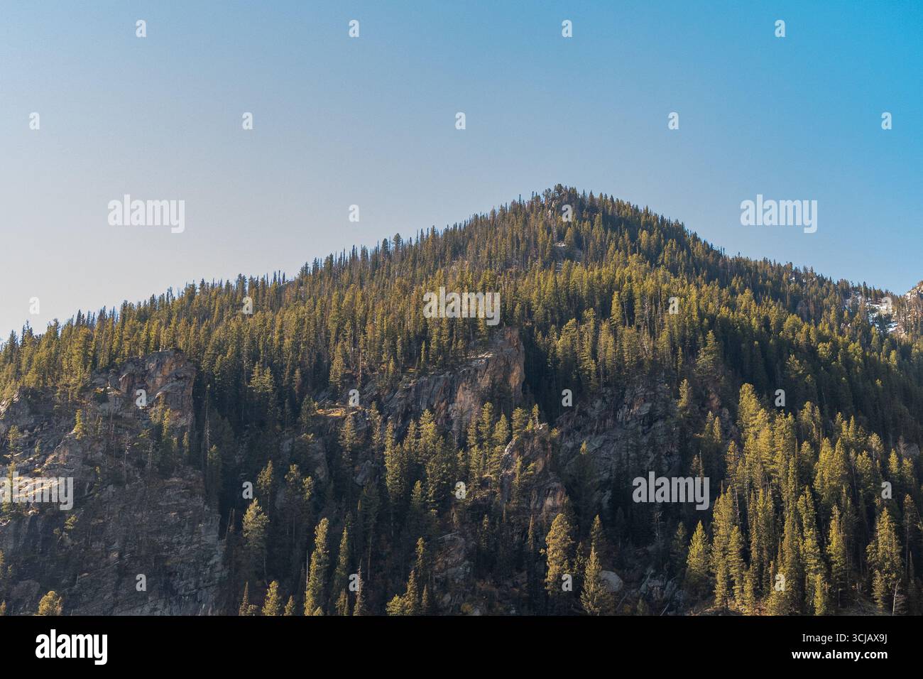 Montagne s'élève doucement contre un ciel bleu clair. Foothill couvert d'arbres à feuilles persistantes denses dans le parc national de Grand Teton Banque D'Images