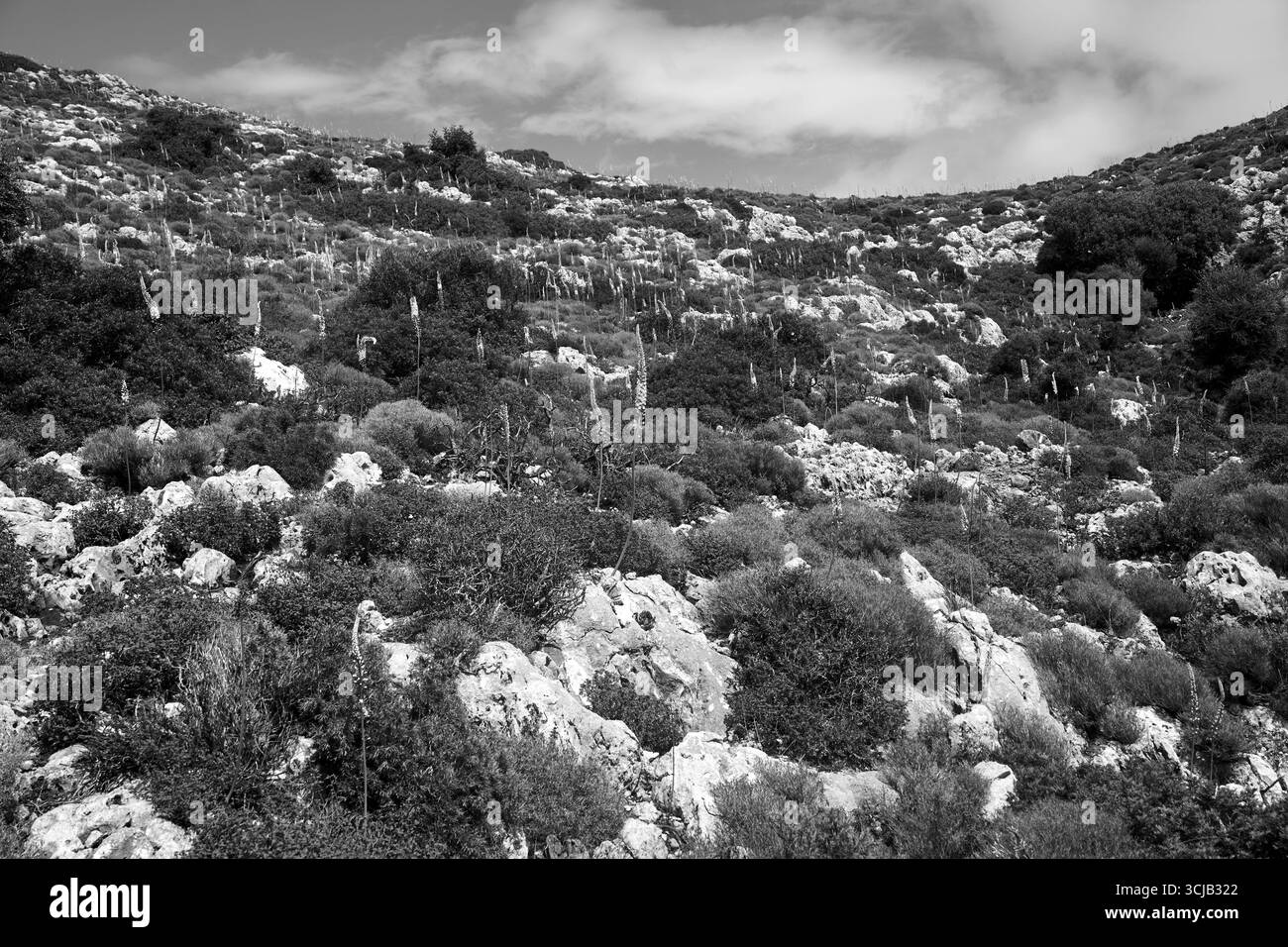 Pente de montagne rocheuse couverte de buissons d'Eremurus en fleurs sur l'île de Crète, Grèce, monochrome Banque D'Images