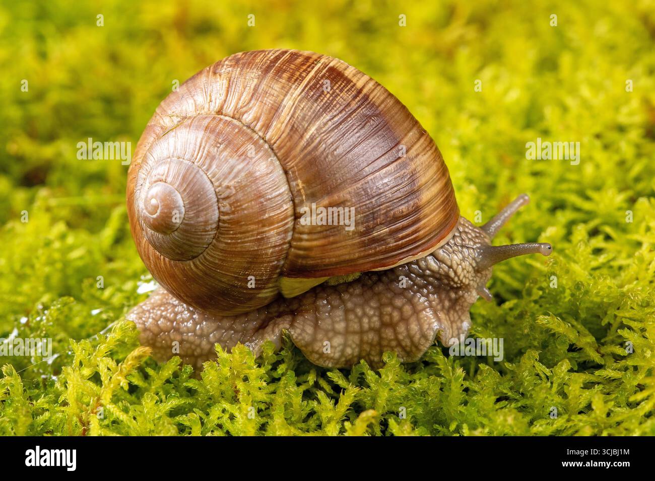 Cette macro-imagerie captivante d'un escargot de raisin capture des détails complexes sous plusieurs angles, magnifiquement placés sur un fond mousseline luxuriant Banque D'Images