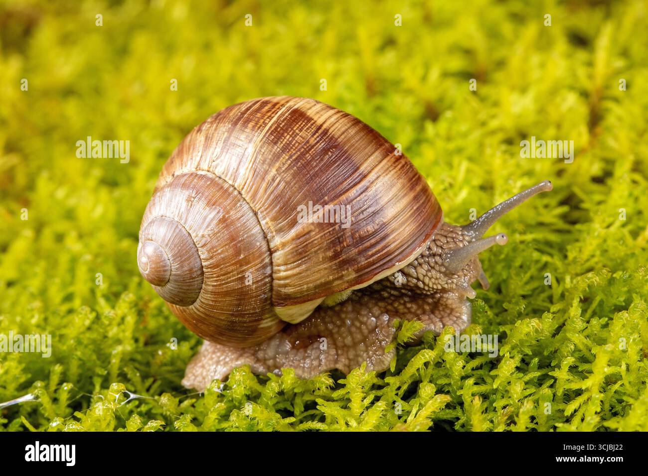 Une vue macro d'un escargot de raisin sur une mousse verte vibrante, mettant en valeur les détails complexes de la coquille et les textures naturelles sous plusieurs angles, soulignant son Uni Banque D'Images