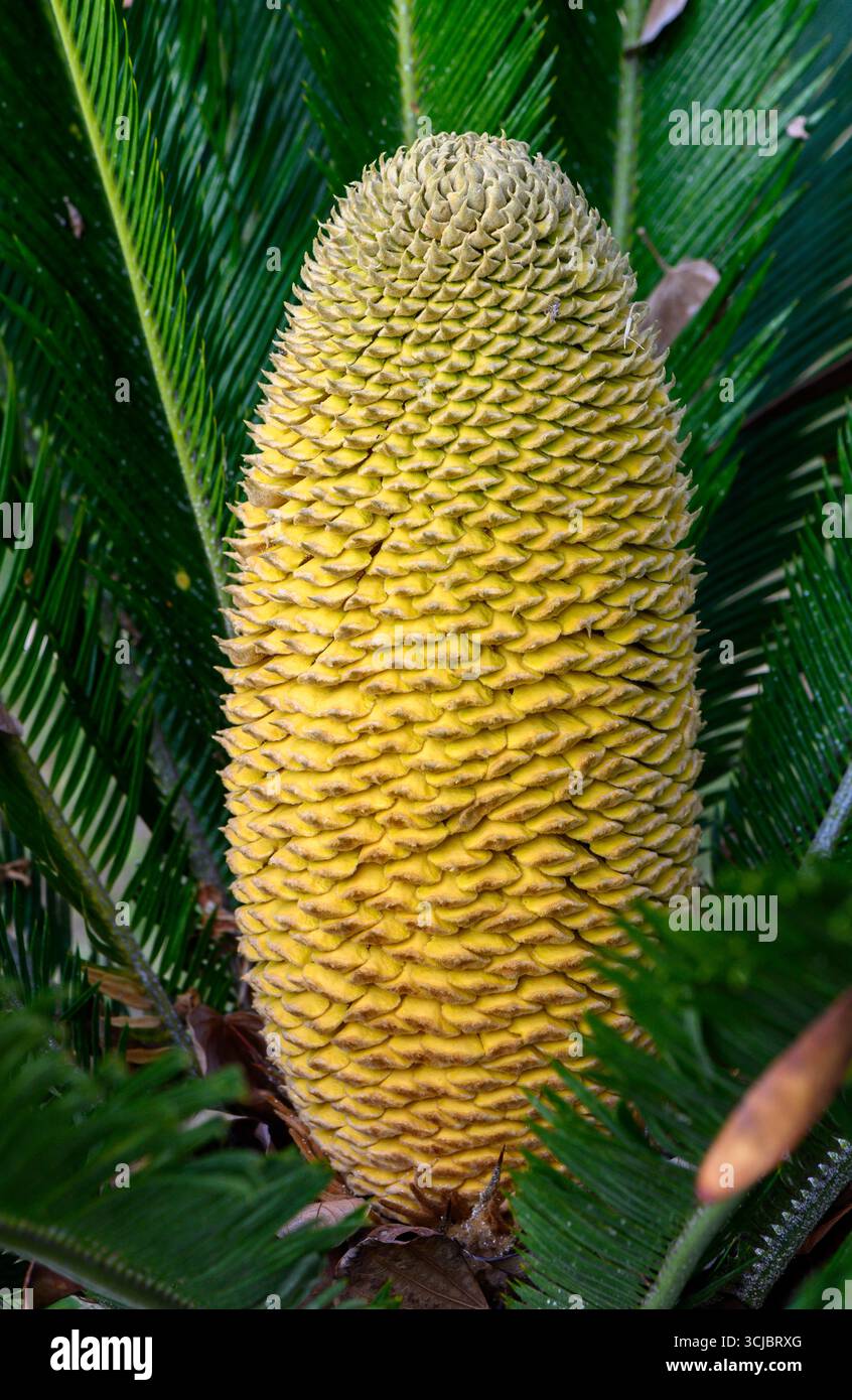 Macro gros plan de la fleur tombante de Cycas revoluta (palmier sagou) à Chypre, mettant en évidence la texture et la beauté exotique. Banque D'Images