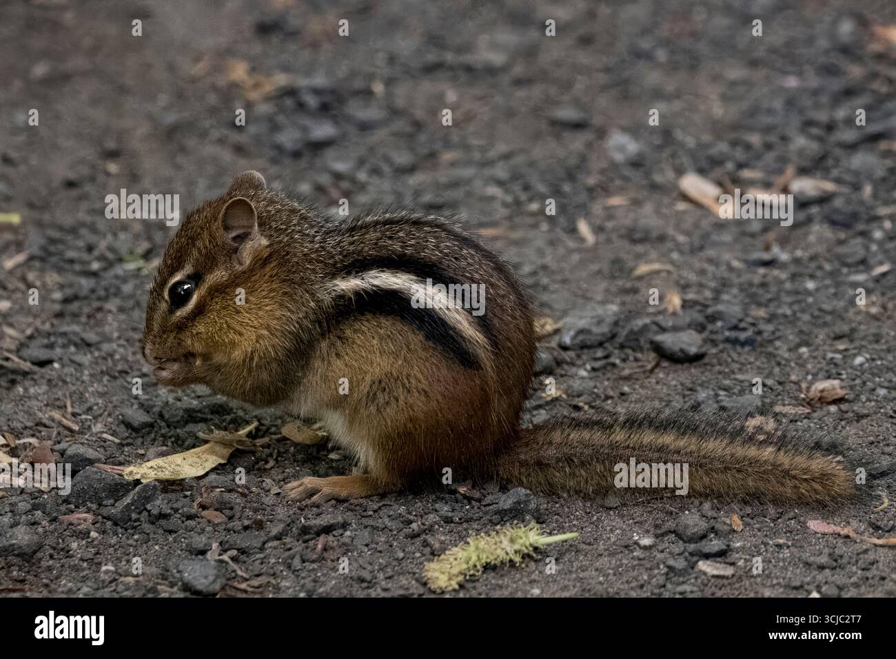 Le Chipmunk de l'est (Tamias striatus) est une espèce de Chipmunk que l'on trouve dans l'est de l'Amérique du Nord. C'est le seul membre vivant du genre Tamias. Banque D'Images