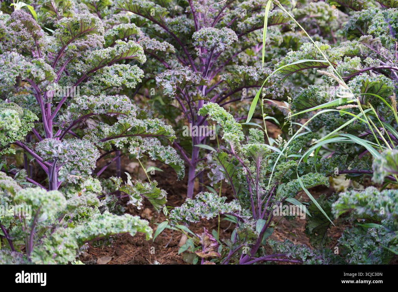 Plantes de chou bouclé vibrantes poussant dans un champ vert abondant en extérieur. Milford, Angleterre Banque D'Images