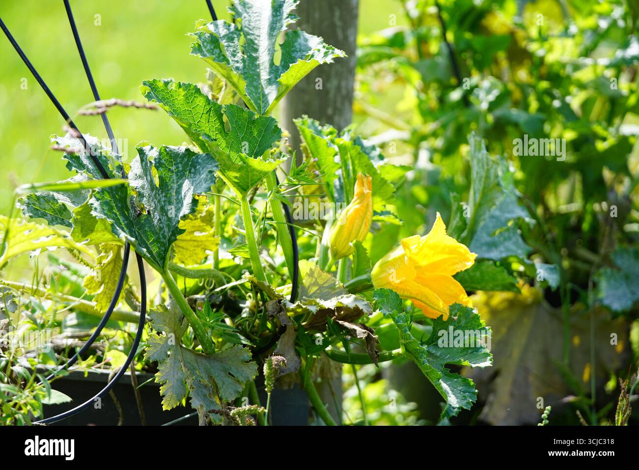 Fleur de courge jaune vif et feuillage vert dans un jardin luxuriant. Milford, Angleterre Banque D'Images