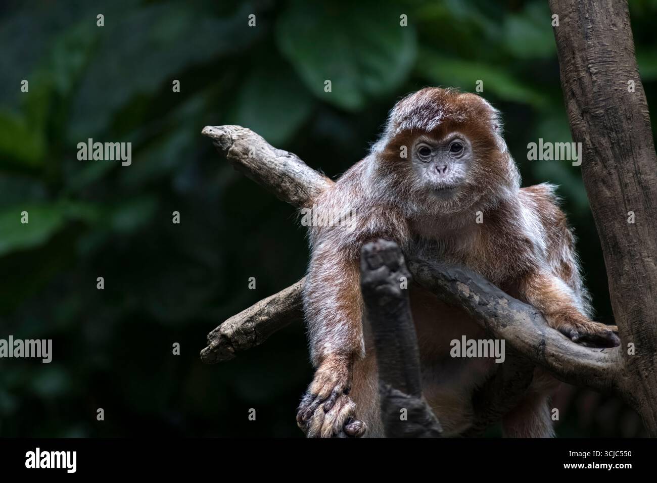 Le Langur ébène (Trachypithecus auratus), également connu sous le nom de Langur Javan oriental, Ebony Lutung, Javan Langur ou Javan Lutung. Banque D'Images