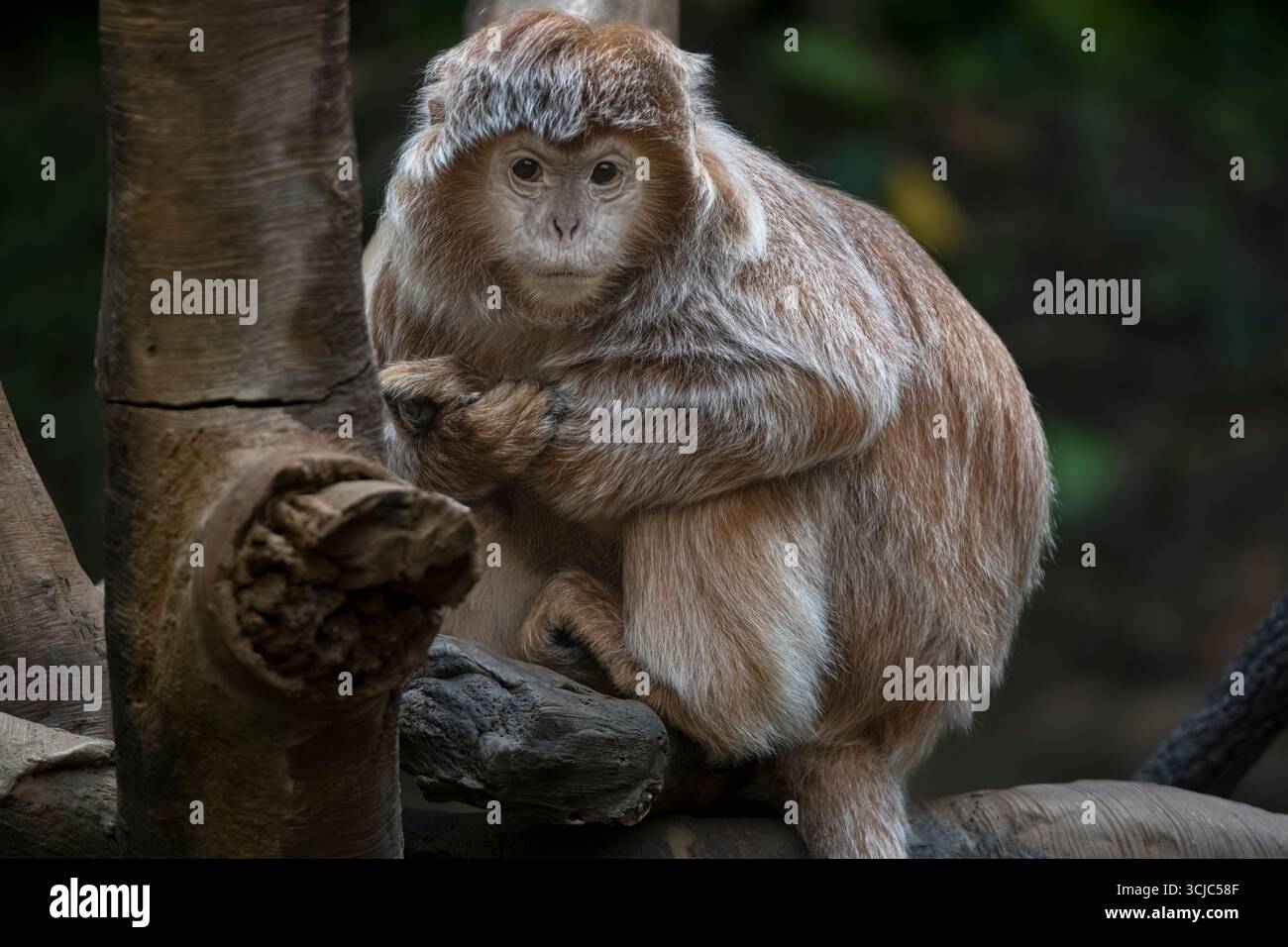 Le Langur ébène (Trachypithecus auratus), également connu sous le nom de Langur Javan oriental, Ebony Lutung, Javan Langur ou Javan Lutung. Banque D'Images