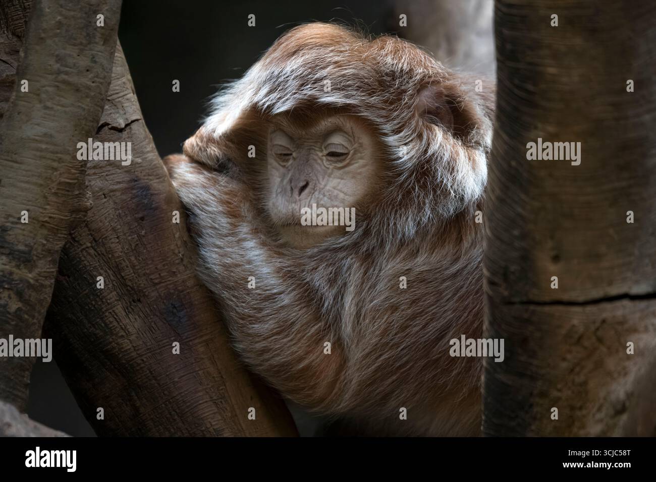 Le Langur ébène (Trachypithecus auratus), également connu sous le nom de Langur Javan oriental, Ebony Lutung, Javan Langur ou Javan Lutung. Banque D'Images