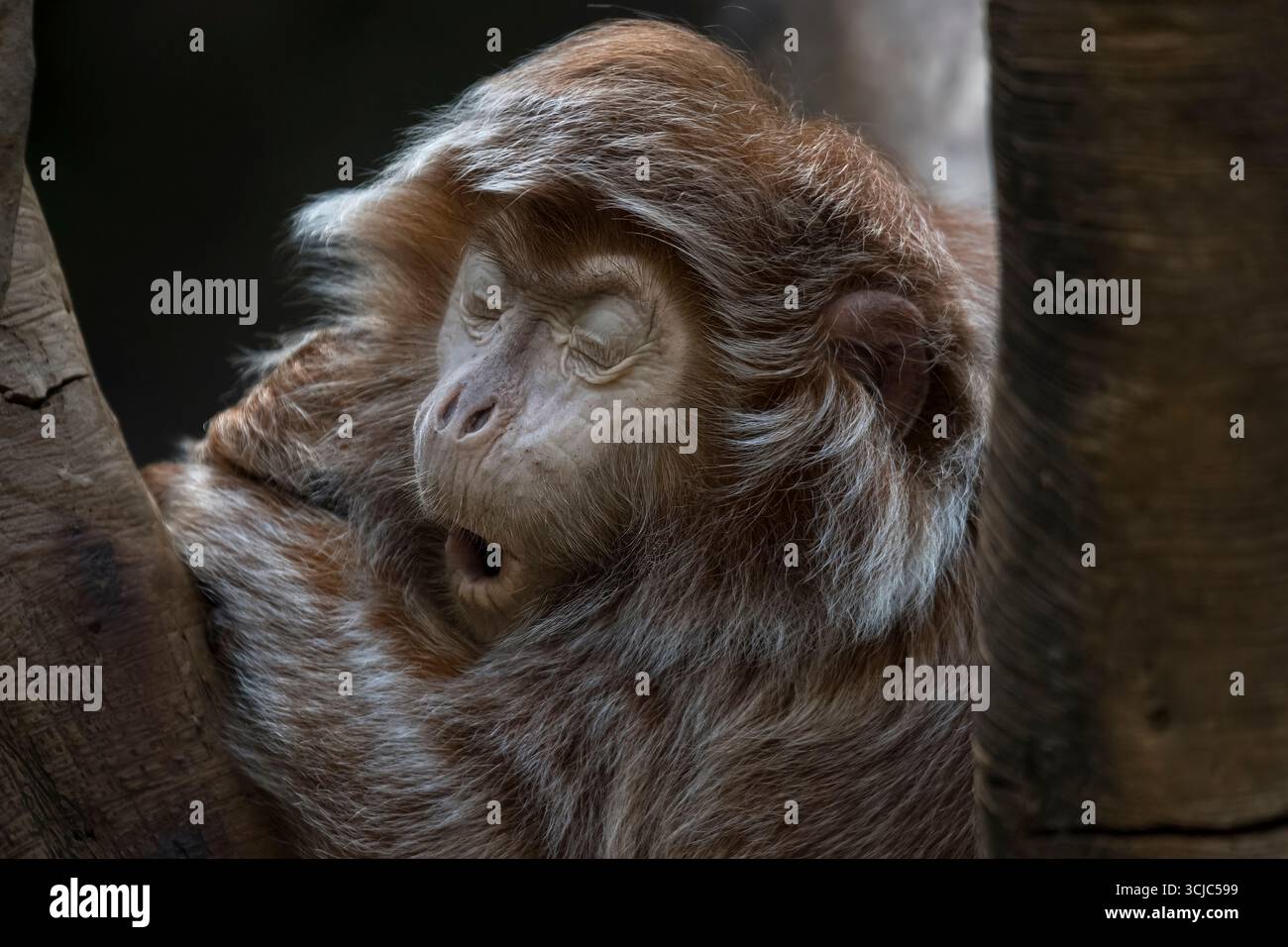 Le Langur ébène (Trachypithecus auratus), également connu sous le nom de Langur Javan oriental, Ebony Lutung, Javan Langur ou Javan Lutung. Banque D'Images