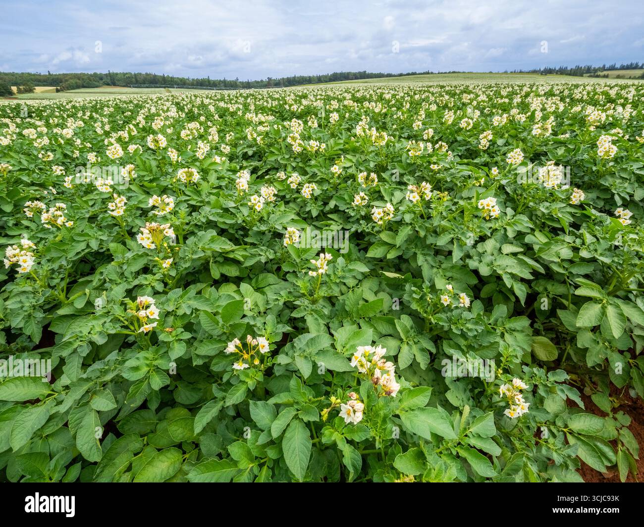 Plants de pommes de terre fleurissant en rangées dans un champ de pommes de terre sur Prince Edward Isalnd Canada Banque D'Images