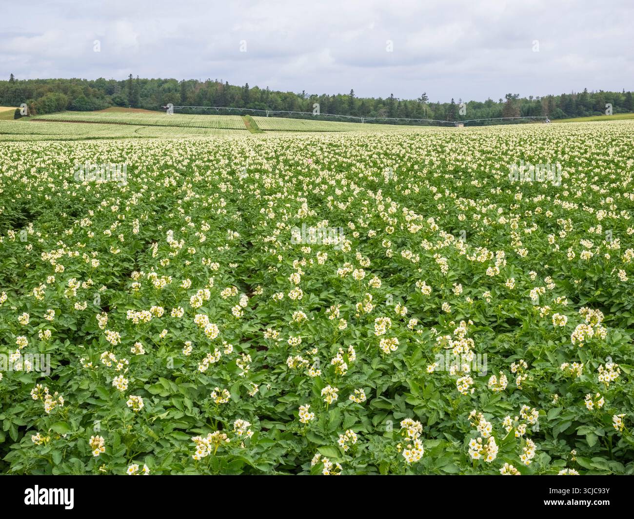 Plants de pommes de terre fleurissant en rangées dans un champ de pommes de terre sur Prince Edward Isalnd Canada Banque D'Images