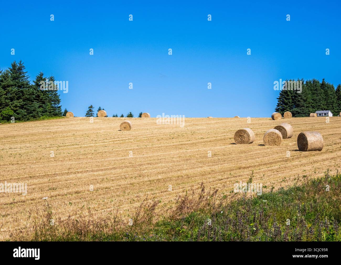 Balles de foin dans un champ agricole à l'Île-du-Prince-Édouard Canada Banque D'Images
