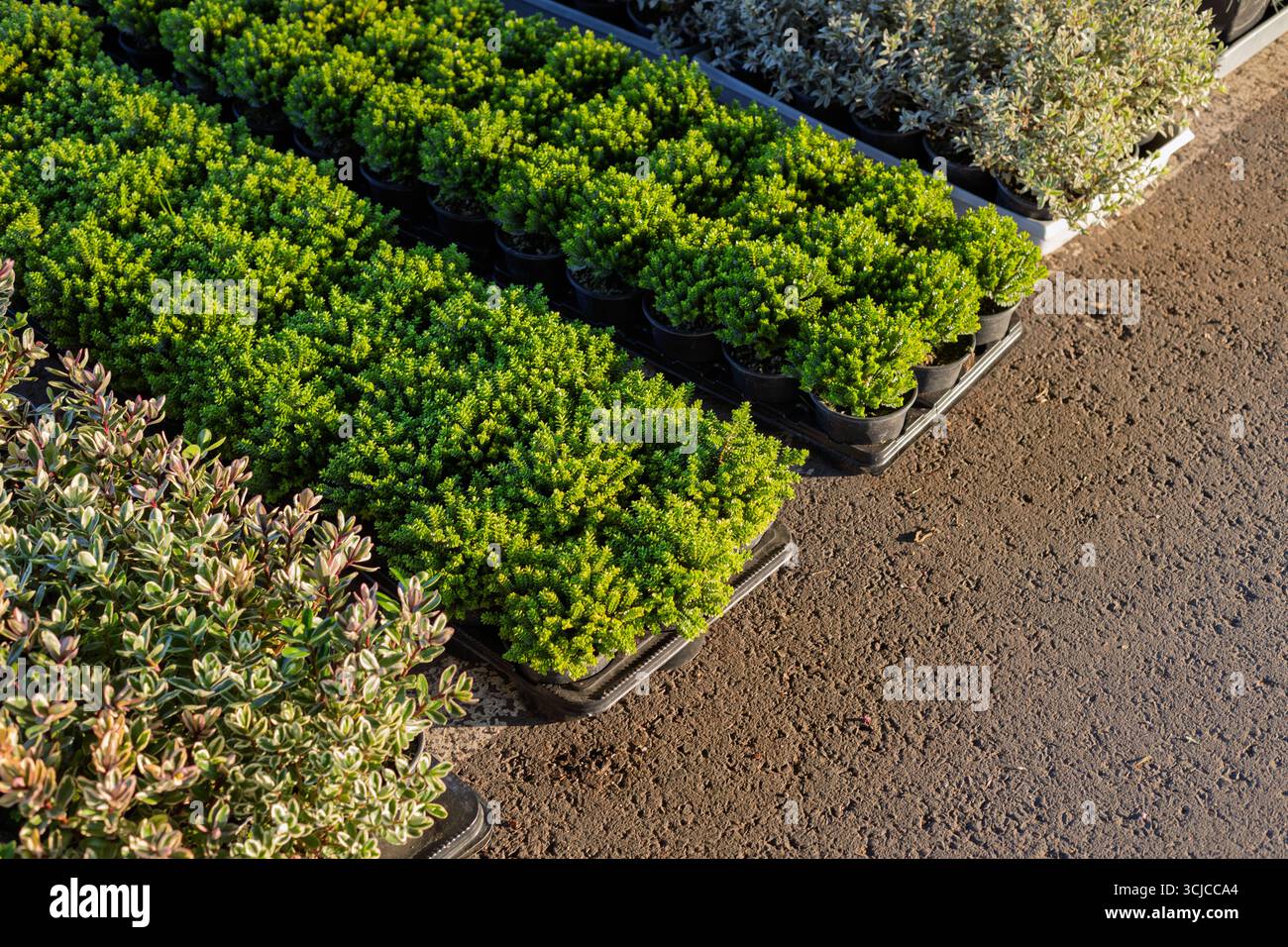 Plantes ornementales en pot pour couvre-sol disposées en rangées pour la vente Banque D'Images
