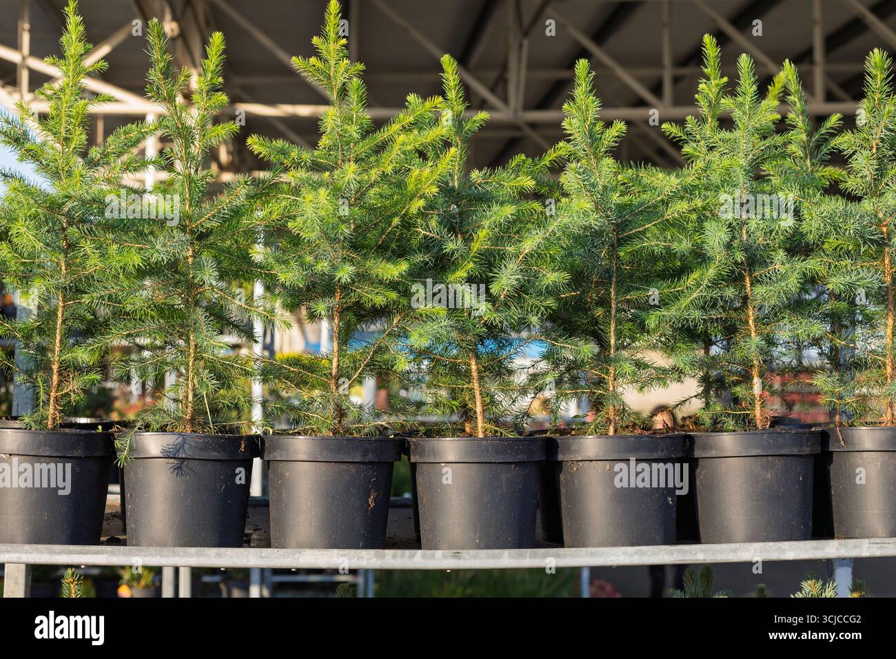 Jeunes épicéas dans des pots au centre de jardin Banque D'Images