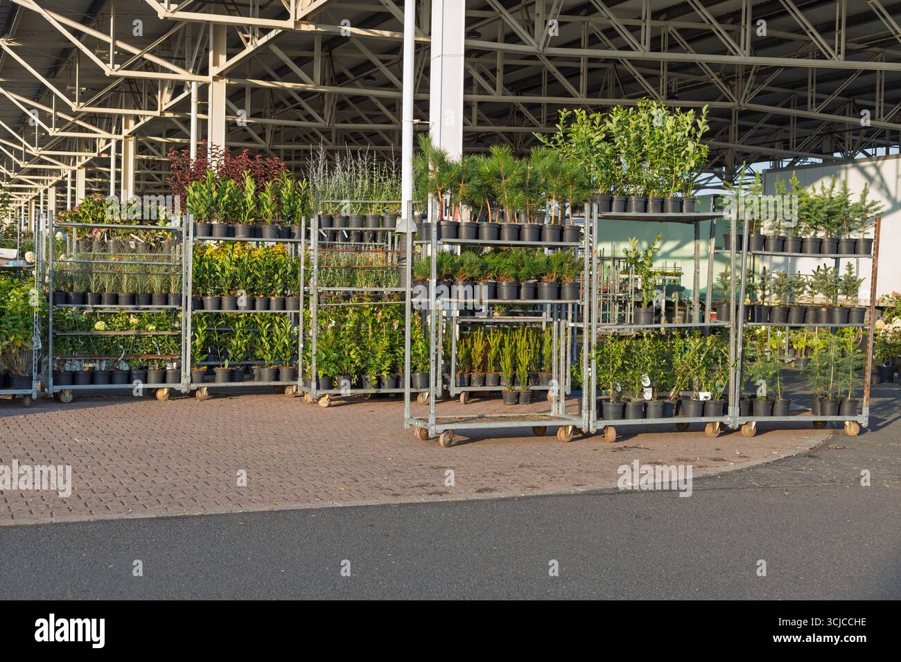 Chariots à plantes avec plantes en pot au centre de jardin Banque D'Images