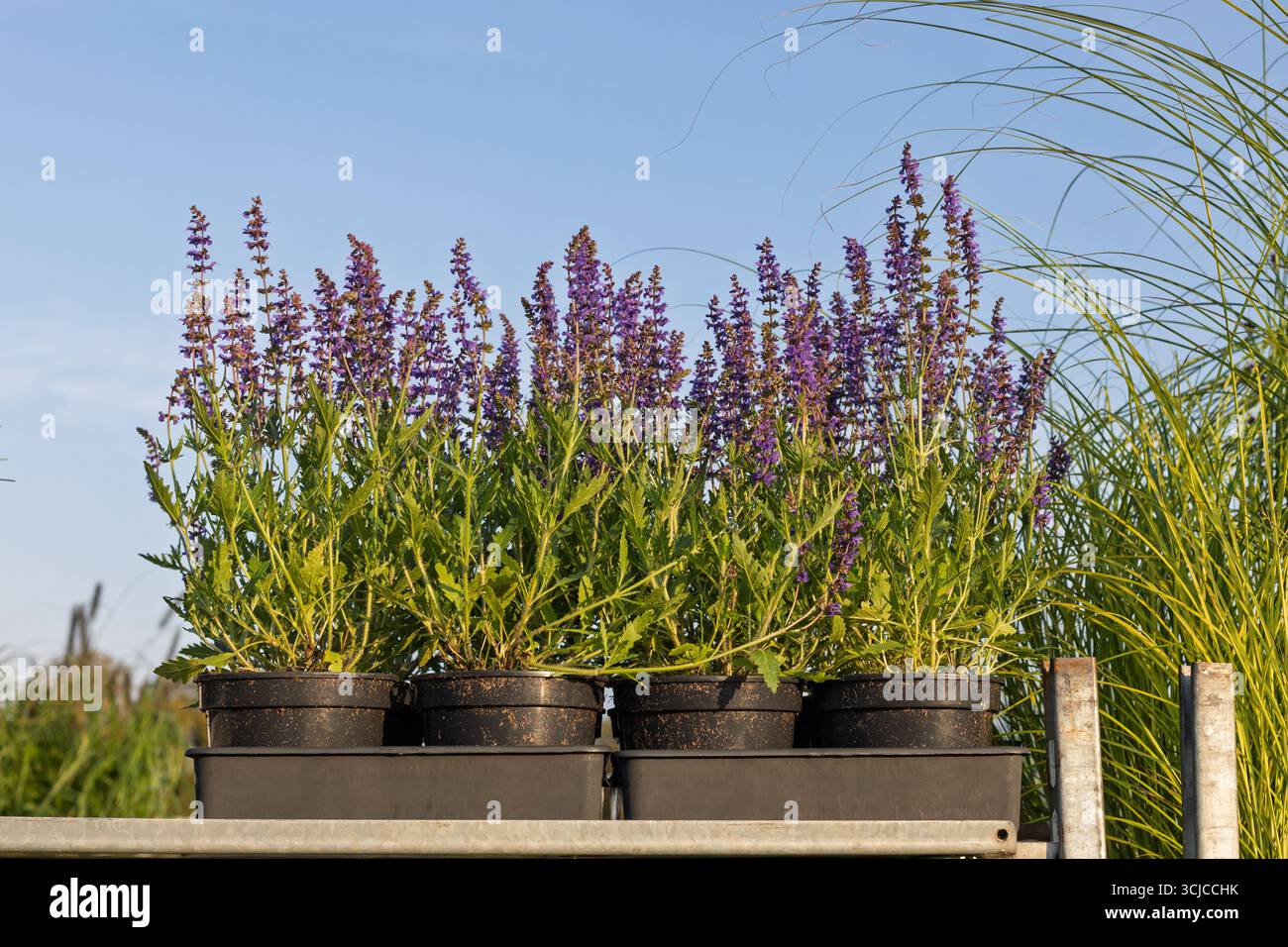 Plantes salvia violettes en pot sur étagère Banque D'Images