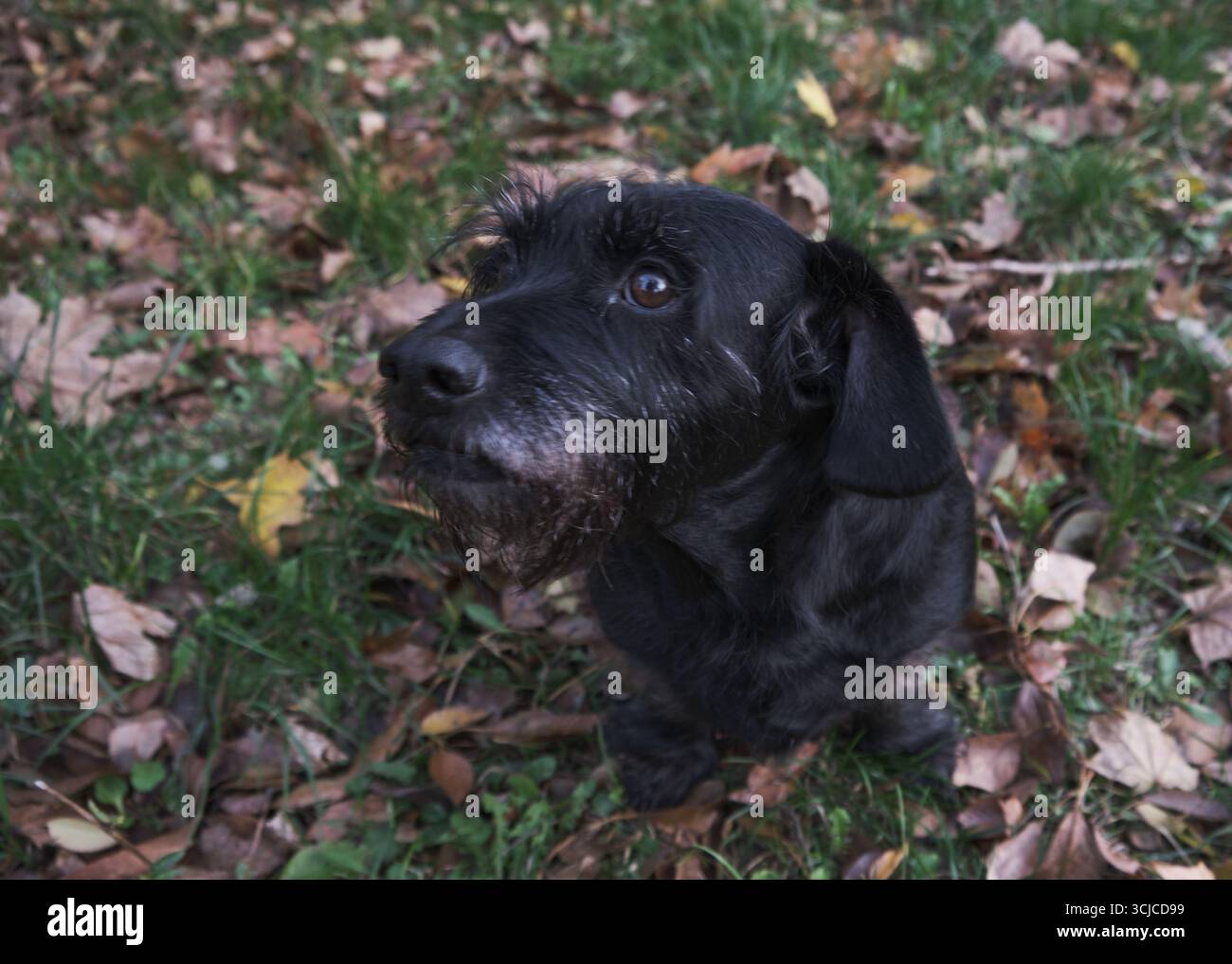 Chien de mélange terrier noir mignon assis dans les feuilles d'automne et l'herbe verte, regardant vers le haut avec attente. Banque D'Images