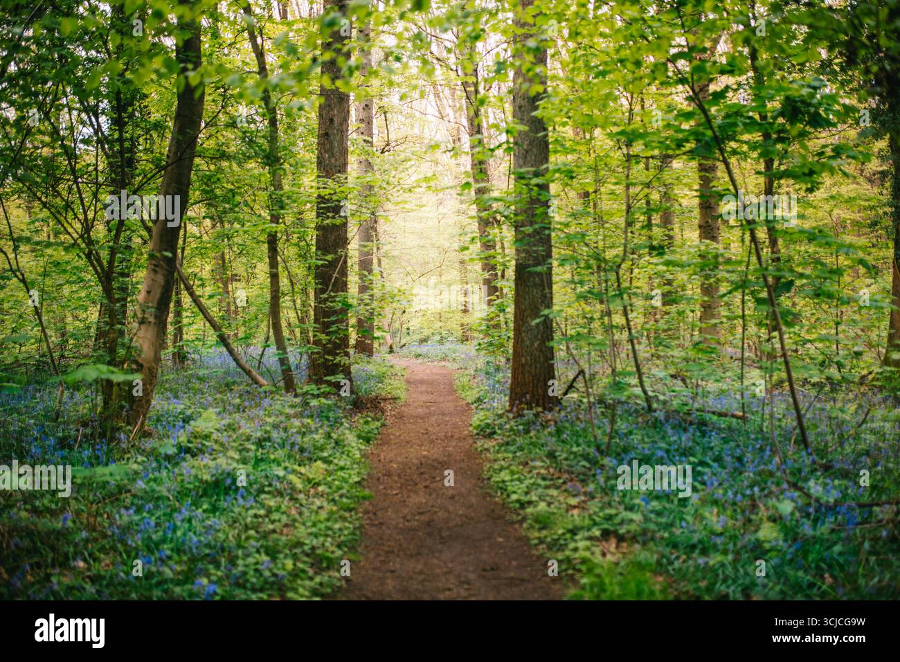 Un sentier forestier serein serpente à travers les bois de bluebell enchanteurs de Hallerbos, Hal, Belgique. La lumière du soleil filtre à travers la canopée dense, jetant un magi Banque D'Images