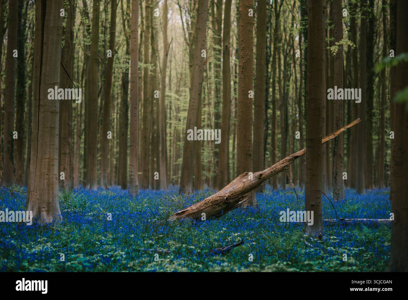 Une scène de forêt sereine avec un arbre tombé au milieu des éclatants bluebells dans Hallerbos, créant un contraste magique entre la riche verdure et la teinte bleue Banque D'Images