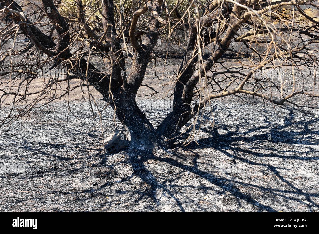 Des arbres brûlés se dressent à la suite d'un incendie de forêt à Castilla la Mancha, illustrant la crise environnementale et la dévastation causée par Uncontrol Banque D'Images